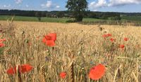 Kornfeld-Mohn-Wolfegg